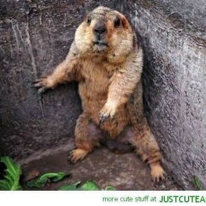 Meet your Posher, Randy